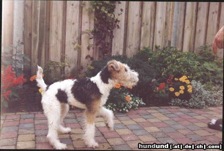 Foxterrier Drahthaar Hunde Foto 26594 Foxterrier Drahthaar ich bin der liebste auf der welt !