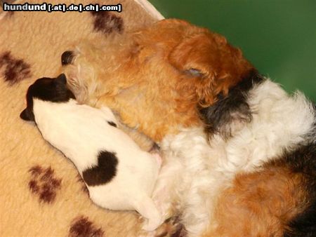 Foxterrier Drahthaar Hunde Foto 25670 Foxterrier Drahthaar Mutter und Sohn.