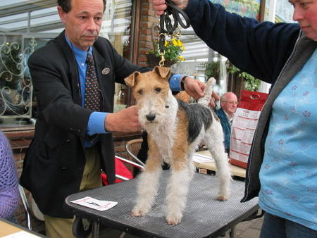 Foxterrier Drahthaar Hunde Foto 31640 Foxterrier Drahthaar Ich bin der schonheit selbe ! Timmie.