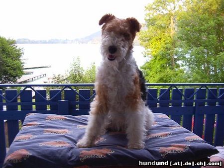 Foxterrier Drahthaar Hunde Foto 23574 Foxterrier Drahthaar Aussicht auf den schonen klopeinersee !