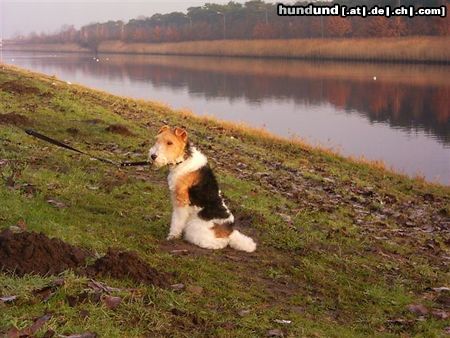 Foxterrier Drahthaar Hunde Foto 23380 Foxterrier Drahthaar hier bin ich sehr gerne
