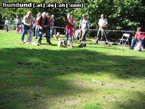 Foxterrier Drahthaar Hunde Foto 25324 Foxterrier Drahthaar sport und spiel das mach ich sehr gerne ! Timmie.