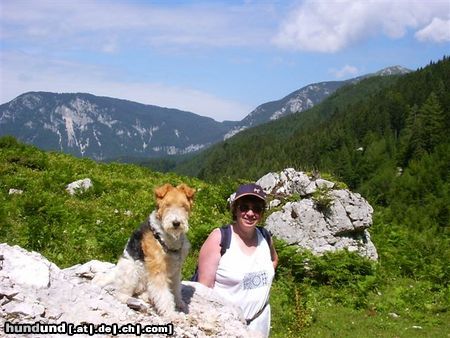 Foxterrier Drahthaar Hunde Foto 22635 Foxterrier Drahthaar In die Alpen zusammen sein daB is schon