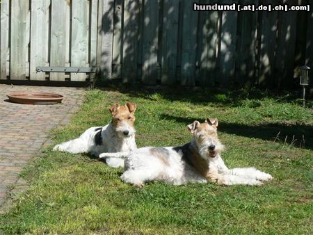 Foxterrier Drahthaar Timmie en Daisy in den garten  