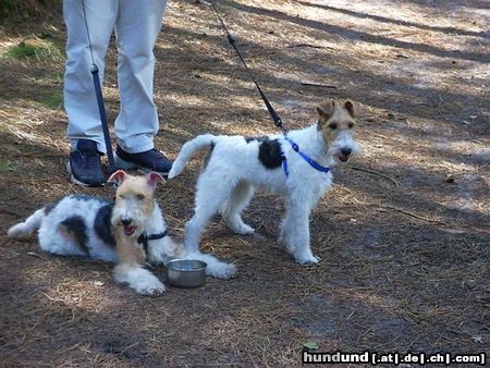 Foxterrier Drahthaar Hunde Foto 25436 Foxterrier Drahthaar Wir sind sehr lieben foxterriers