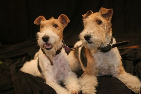 Foxterrier Drahthaar Hunde Foto 39758 Foxterrier Drahthaar Mutter und Tochter