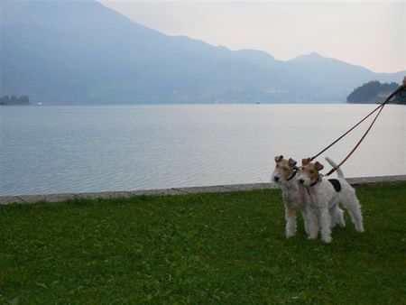 Foxterrier Drahthaar Hunde Foto 39222 Foxterrier Drahthaar an die schone Wolfgangsee