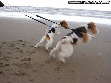 Foxterrier Drahthaar Hunde Foto 25853 Foxterrier Drahthaar Wir beiden zusammen mit sehr fiel wasser.