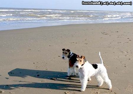 Foxterrier Drahthaar Timmie und Daisy  an das meer 