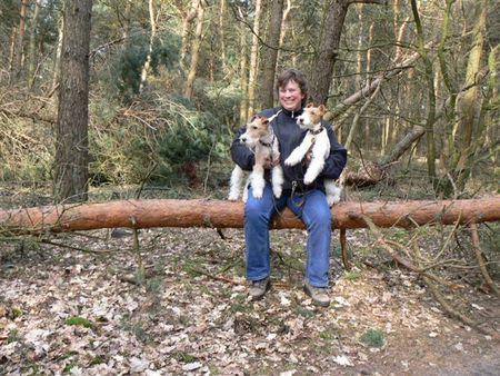 Foxterrier Drahthaar Hunde Foto 37318 Foxterrier Drahthaar Timmie und Daisy Mutter und Tochter auf der Bank im Wald !