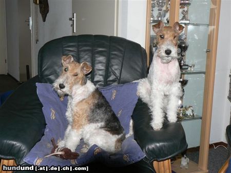 Foxterrier Drahthaar Zusammen auf der stuhl