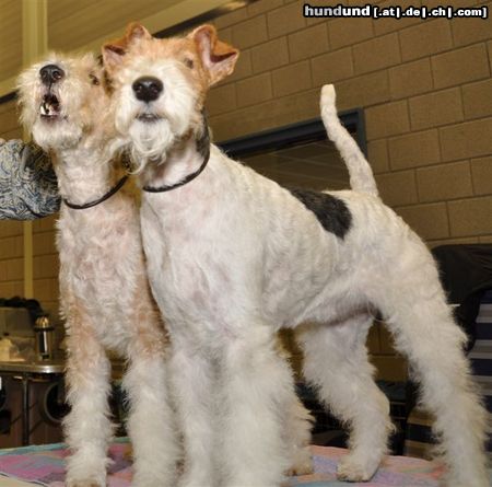 Foxterrier Drahthaar Hunde Foto 45096 Foxterrier Drahthaar Timmie und Daisy in Venray Nederland