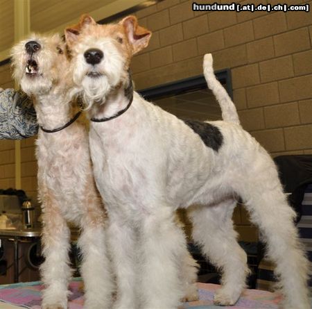 Foxterrier Drahthaar Timmie und Daisy in Venray Nederland