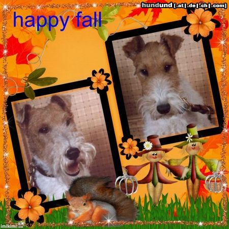 Foxterrier Drahthaar Wir lieben den schone herbst