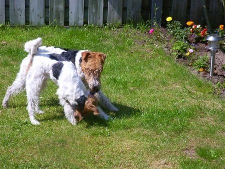 Foxterrier Drahthaar Hunde Foto 32472 Foxterrier Drahthaar Timmie und Daisy im Garten