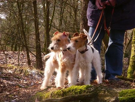 Foxterrier Drahthaar Hunde Foto 30052 Foxterrier Drahthaar Wir beiden im sehr schonen wald