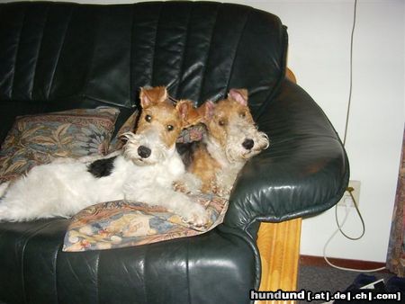 Foxterrier Drahthaar Hunde Foto 25610 Foxterrier Drahthaar wir lieben uns so sehr uns beiden !