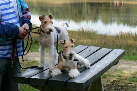 Foxterrier Drahthaar Hunde Foto 34591 Foxterrier Drahthaar Wir lieben es um in den walt zu sein.