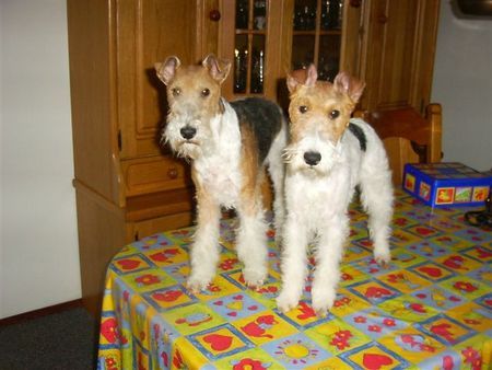 Foxterrier Drahthaar Hunde Foto 31395 Foxterrier Drahthaar Wir durfen auf den tisch stehen ! Timmie und Daisy.