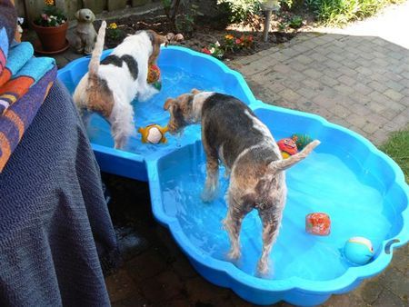 Foxterrier Drahthaar Hunde Foto 41917 Foxterrier Drahthaar Mutter und Tochter spielen gerne ins wasser