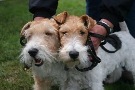 Foxterrier Drahthaar Hunde Foto 39409 Foxterrier Drahthaar Wir beiden zusammen Timmie und Daisy Mutter und Tochter
