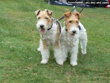 Foxterrier Drahthaar Timmie und Daisy zusammen