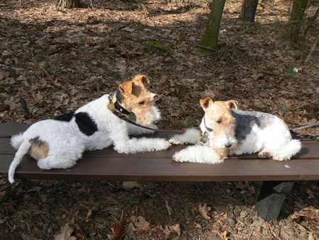 Foxterrier Drahthaar Hunde Foto 37319 Foxterrier Drahthaar Timmie und Daisy Mutter und Tochter auf der Bank im Wald !