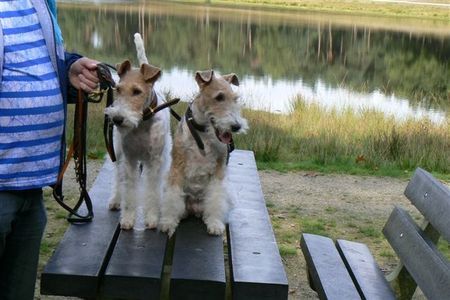 Foxterrier Drahthaar Hunde Foto 34592 Foxterrier Drahthaar Das ist Mutter Timmie und Tochter Daisy !