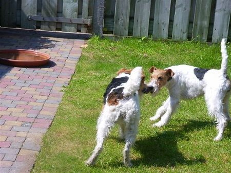 Foxterrier Drahthaar Hunde Foto 32474 Foxterrier Drahthaar Zusammen spielen im garten