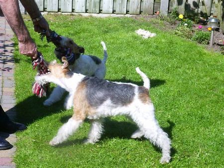Foxterrier Drahthaar Hunde Foto 34054 Foxterrier Drahthaar zusammen sein und spielen !