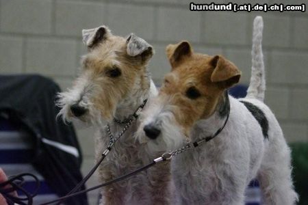 Foxterrier Drahthaar Mutter und Tochter zusammen 