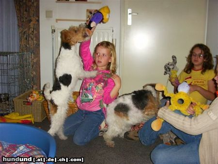 Foxterrier Drahthaar Hunde Foto 26067 Foxterrier Drahthaar Mit kinder spielen ist das schonste was es gibt !