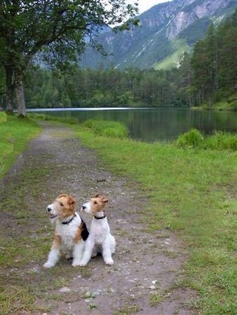 Foxterrier Drahthaar Hunde Foto 33300 Foxterrier Drahthaar Die Fensteinsteinsee in Ossterreich ist sehr schon ! Timmie en Daisy