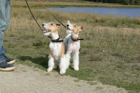 Foxterrier Drahthaar Hunde Foto 34593 Foxterrier Drahthaar Die schonen natur zusammen belieben !