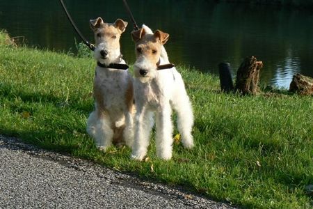 Foxterrier Drahthaar Hunde Foto 34594 Foxterrier Drahthaar Das sind wir zusammen ! Timmie und Daisy !