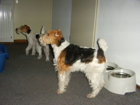 Foxterrier Drahthaar Hunde Foto 28808 Foxterrier Drahthaar Wir konnen sehr gut warten ob wir was bekommen.