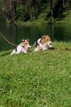 Foxterrier Drahthaar Hunde Foto 33782 Foxterrier Drahthaar Mutter und Tochter !