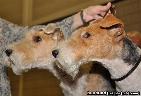 Foxterrier Drahthaar Hunde Foto 45097 Foxterrier Drahthaar Zwei schone Foxterrier kopfe