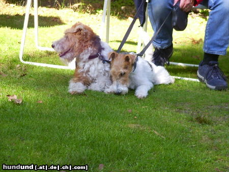 Foxterrier Drahthaar Hunde Foto 25325 Foxterrier Drahthaar Timmie und Daisy Mutter und Tochter