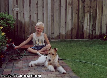 Foxterrier Drahthaar Hunde Foto 22669 Foxterrier Drahthaar wir beiden zusammen