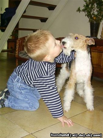 Foxterrier Drahthaar Hunde Foto 22656 Foxterrier Drahthaar Kinder hab ich sehr gerne