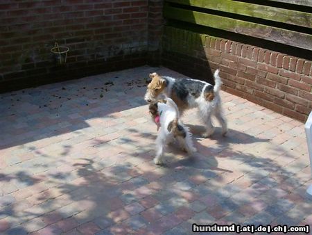 Foxterrier Drahthaar Hunde Foto 26356 Foxterrier Drahthaar spielen das kunnen wir sehr gut zusammen