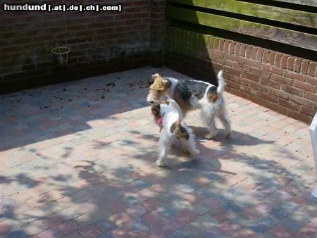 Foxterrier Drahthaar Hunde Foto 26322 Foxterrier Drahthaar