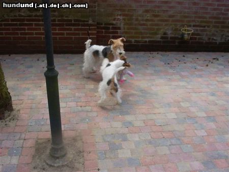 Foxterrier Drahthaar Hunde Foto 26321 Foxterrier Drahthaar wir sind mutter und sohn.