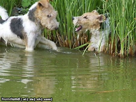 Foxterrier Drahthaar Hunde Foto 23756 Foxterrier Drahthaar Wir beiden spielen mit wasser sehr gerne. TIMMIE EN SNORKEL .