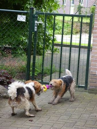 Foxterrier Drahthaar Hunde Foto 29789 Foxterrier Drahthaar zusammen spielen tun wir sehr gerne !
