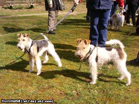 Foxterrier Drahthaar Hunde Foto 23757 Foxterrier Drahthaar wir beiden finden es schon um so zu schauen auf diese welt