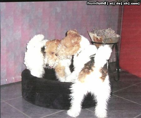 Foxterrier Drahthaar Hunde Foto 22612 Foxterrier Drahthaar Die beste freunde