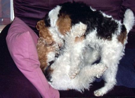 Foxterrier Drahthaar Hunde Foto 29791 Foxterrier Drahthaar Die beste freunde spielen zusammen