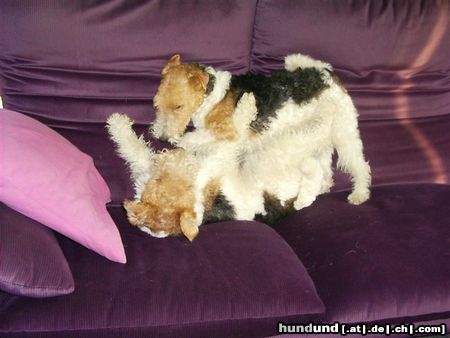 Foxterrier Drahthaar Hunde Foto 25763 Foxterrier Drahthaar wir lieben es zusammen spielen